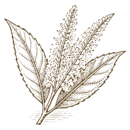 foglie di castagno con fiore disegnato
